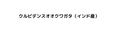 クルビデンスオオクワガタ インド産